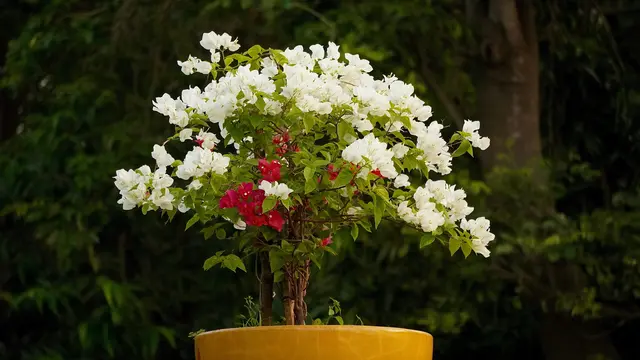 Bunga Kertas (Bougainvillea) Photo by Nikhil Sachan on Unsplash