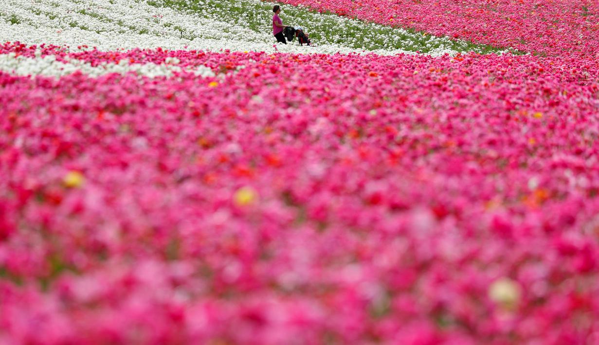 FOTO: Warna-warni Kebun Bunga di California