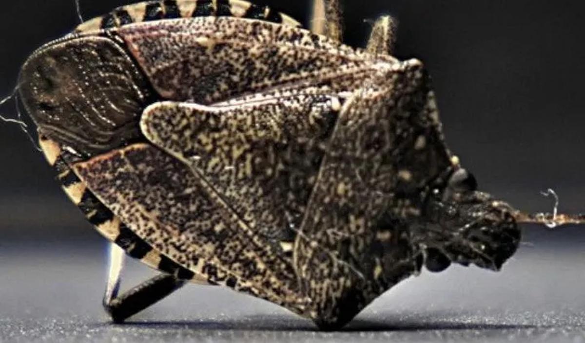 Perkiraan biaya untuk mendisinfeksi rumah dengan insektisida standar dan mengganti barang-barang yang terpapar kutu busuk seperti pakaian dan tempat tidur memakan sekitar $2500–$3000 (USD).<br>