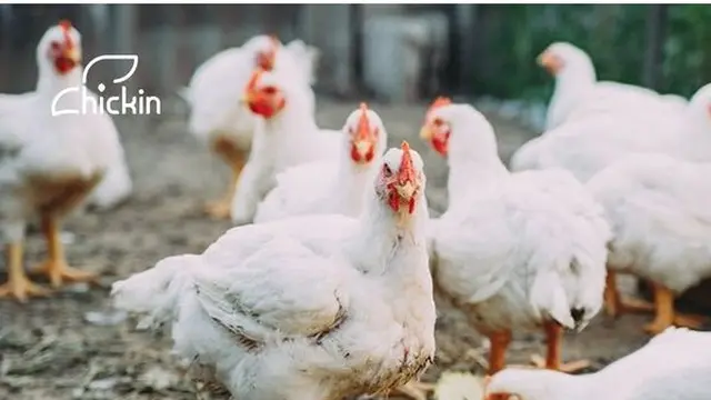 Chickin Indonesia