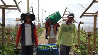 Petani di Cipanas Rasakan Dampak Nyata MBG: Penghasilan Naik, Uang Sekolah Terjamin