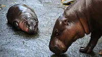 Moo Deng dalam bahasa Thailand berarti 'bouncy pig' alias babi mantul seperti bola. (Lillian SUWANRUMPHA/AFP)