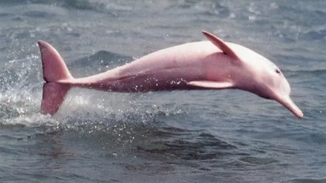 Lumba-lumba albino