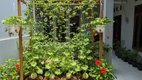 5 Desain Kebun Buah Mini Bisa Panen 3 Bulan, Solusi Lahan Sempit yang Produktif