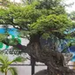 Salah satu pohon bonsai juara yang kerap dipertandingkan dalam berbagai even bonsai tingkat nasional. (Liputan6.com/Jayadi Supriadin)