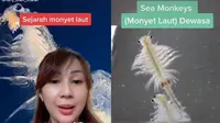 Viral di TikTok, Ini 6 Penampakan Monyet Laut Lengkap dengan Sejarah Penamaan