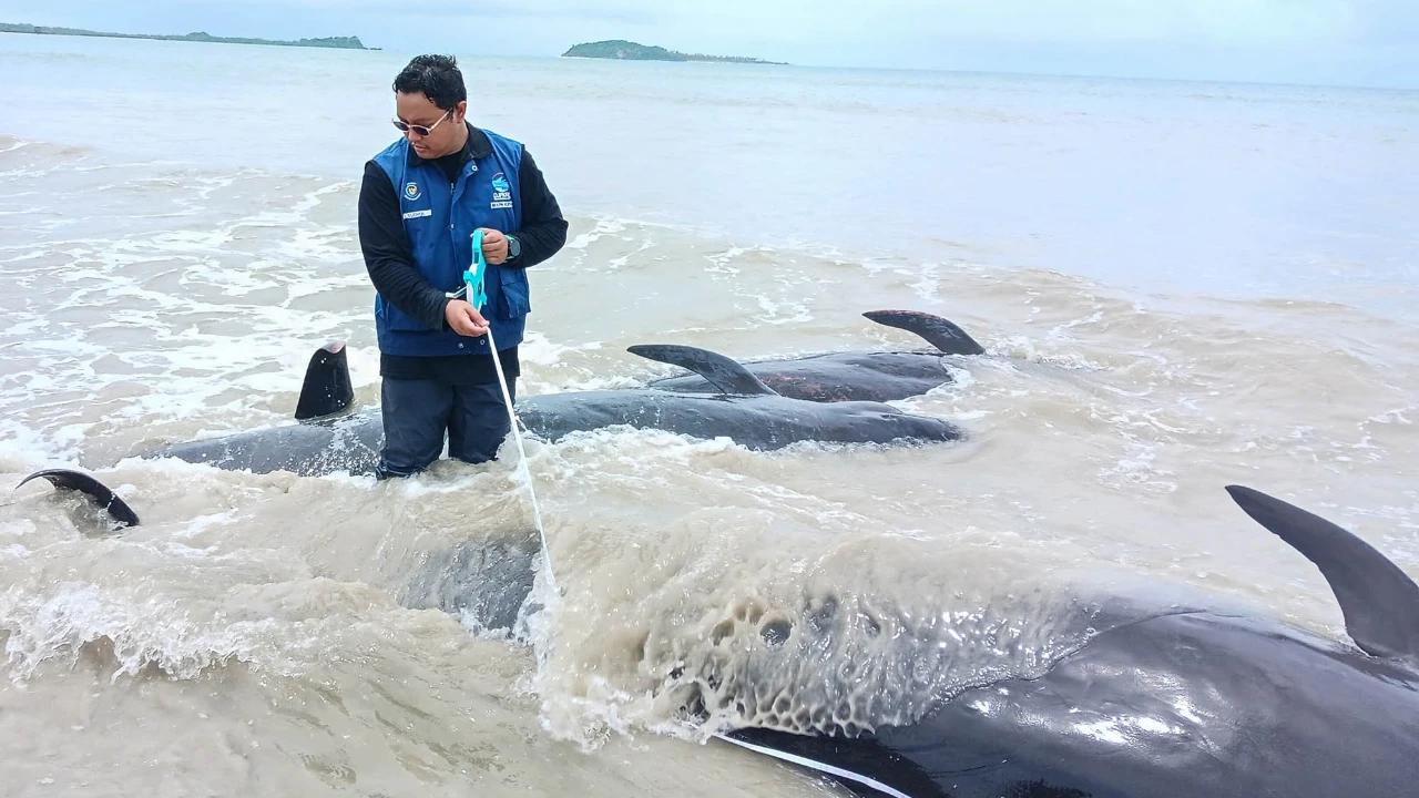 FOTO: Puluhan Paus Pilot Terdampar di Pantai Mbadokai NTT