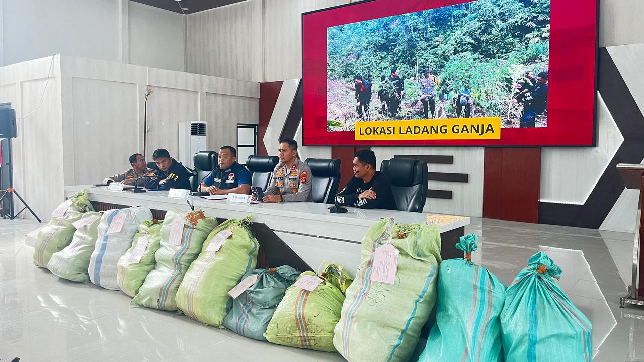 Ladang Ganja 20 Hektare Ditemukan di Perbukitan, Polda Sumsel Selidiki Jaringan di Baliknya