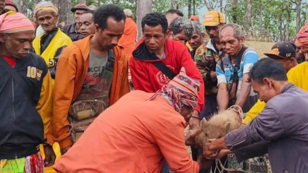 Mengenal Denda Adat Sopi dan Ayam Merah, Sanksi Bagi Perusak Hutan Dalam Kawasan Cagar Alam Mutis Timor Tengah Selatan