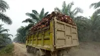 300 Perusahaan Bakal Diperiksa Akibat Tak Naikkan Harga Sawit Petani