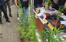 Dari California ke Bandung, Kisah Terbongkarnya Kebun Ganja Rumahan