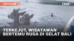 Berwisata ke laut umumnya mengharapkan pemandangan beragam ikan dan satwa laut lainnya. Namun rombongan wisatawan di Selat Bali ini justru menangkap momen tak terduga. Dari kejauhan tampak seperti ekor lumba-lumba, namun tak disangka mereka bertemu d...