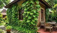 7 Cara Membuat Sirih Gading Cepat Merambat Memenuhi Dinding Rumah dengan Rimbun dan Sehat