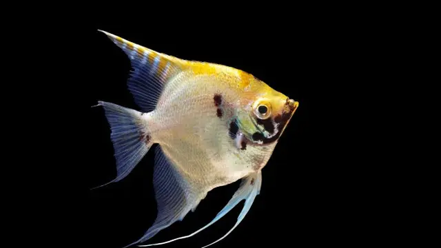 Ikan angel