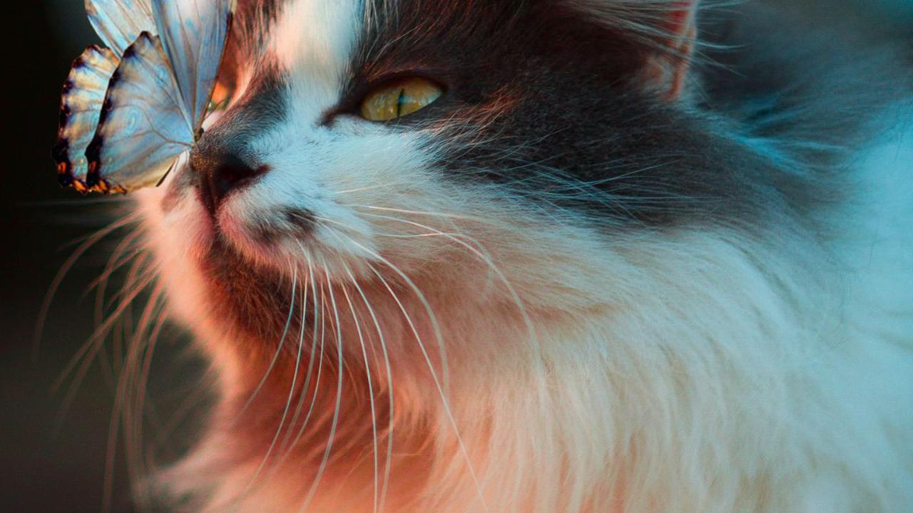 <b>Cara Mengatasi Infeksi Virus Calici</b>