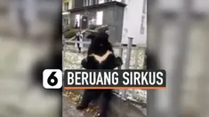 Seekor beruang hitam Himalaya dijadikan sebagai bintang iklan sirkus keliling di Rusia. Namun hal ini membuat marah masyarakat Rusia, karena beruang tersebut tampak sedih, meratap dan berbadan kurus.