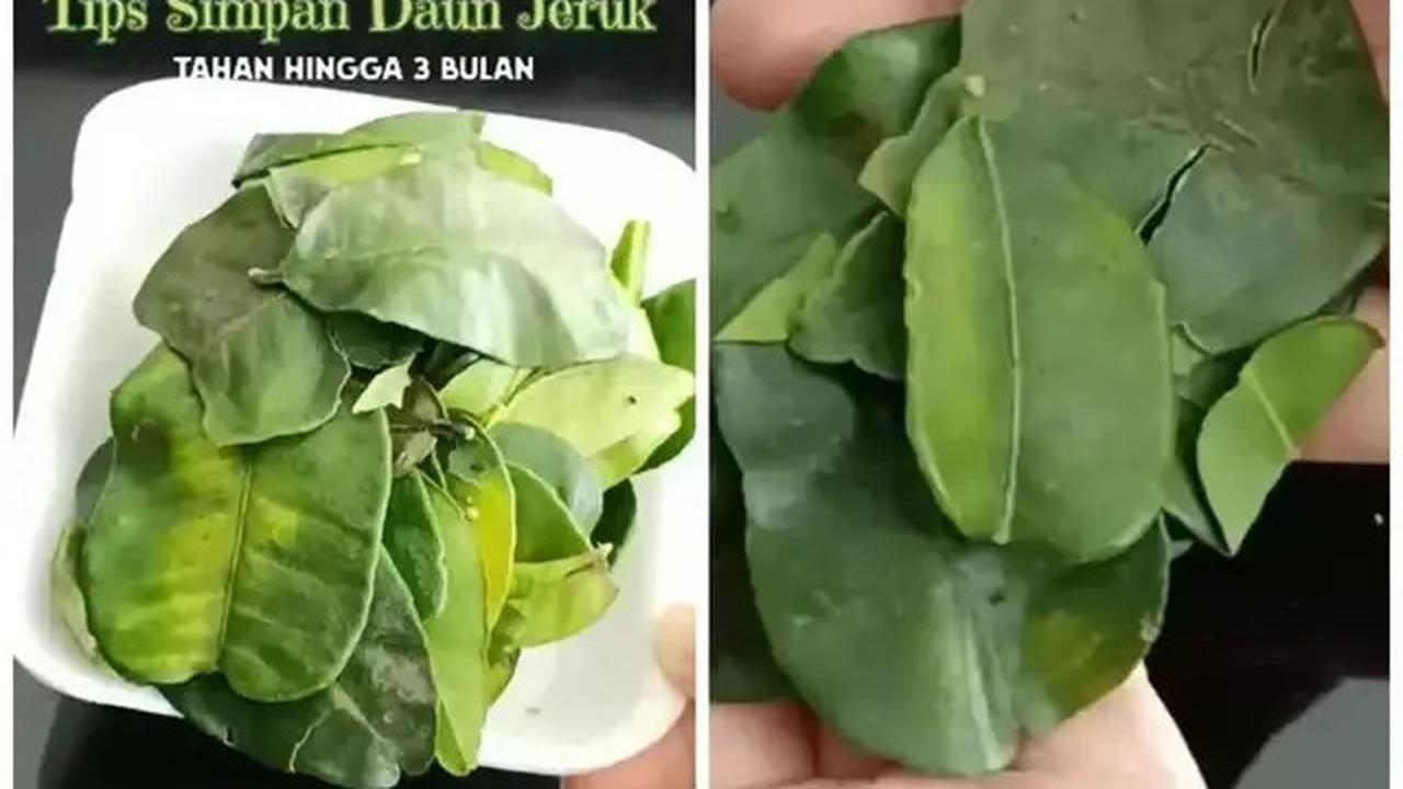 Cara Menyimpan Daun Jeruk Agar Tetap Awet dan Segar Hingga 3 Bulan