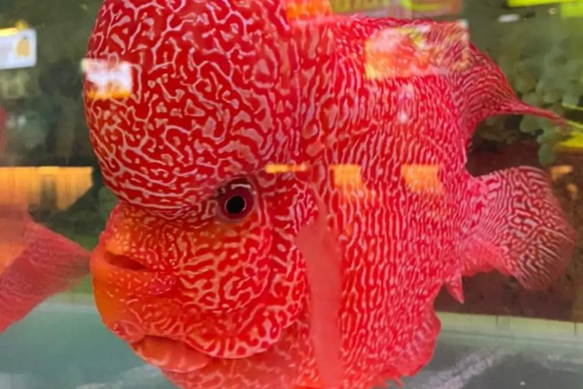 Ikan Flowerhorn (Louhan)