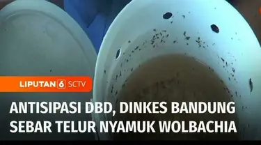 Dinas Kesehatan Kota Bandung, Jawa Barat, mulai menyebar ratusan butir telur nyamuk wolbachia ke permukiman warga. Penyebaran nyamuk wolbachia ini diyakini bisa mengantisipasi penyakit demam berdarah atau DBD.