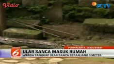 Penangkapan berlangsung cukup tegang karena ular melilit dan nyaris menggigit warga.