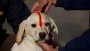Personel kepolisian Nepal memberikan bubuk merah di dahi anjing polisi selama festival Tihar di Kathmandu, Selasa (6/11). Di hari kedua, anjing merupakan hewan yang disembah sebagai simbol kesetiaan dan persahabatan dengan manusia. (AP/Niranjan Shrestha)