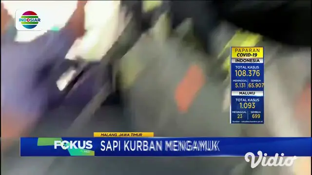 VIDEO: Sapi Kurban Mengamuk Saat Diturunkan dari Truk di Blitar
