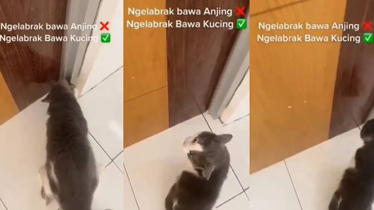 Viral Momen Kalau Netizen Labrak Orang Bawa Kucing Ini Kocak, Ikut Teriak