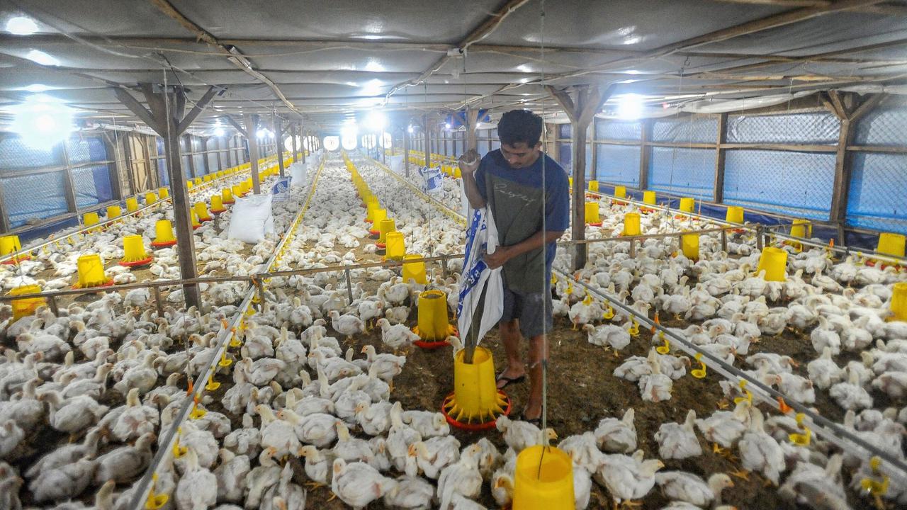 Program EA untuk Kemandirian Pangan Nasional