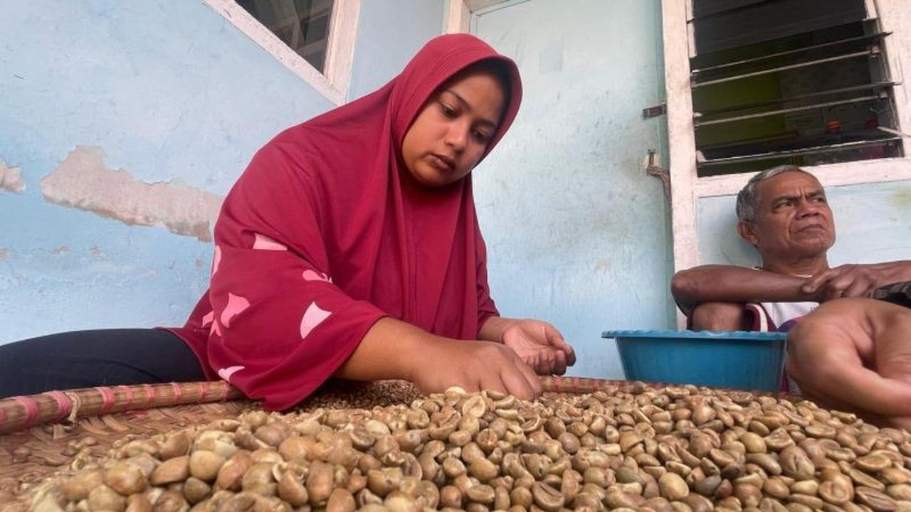 Fantastis! Produksi Kopi Kuningan Tembus 1.217 Ton Hingga September 2025, Siap Mendunia?