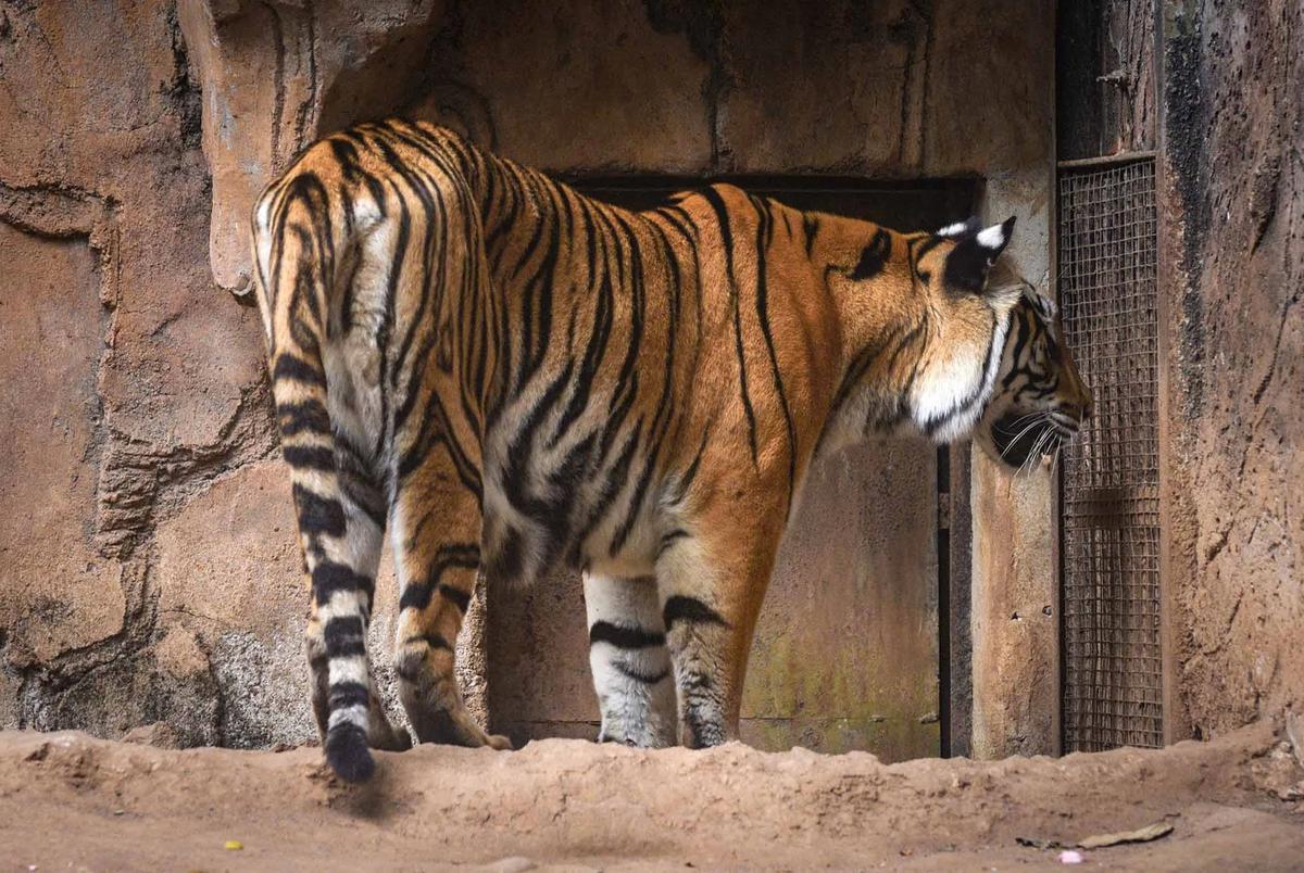 FOTO: Kebun Binatang Bandung Disorot Usai Kematian Dua Anak Harimau Bengal