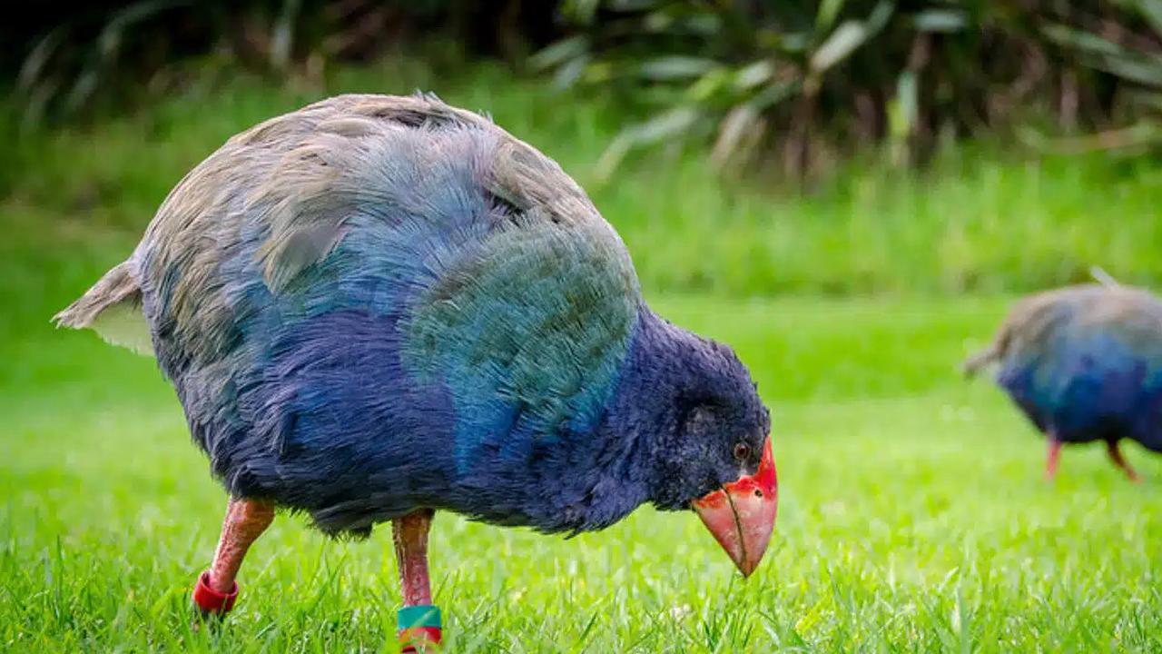 Burung Prasejarah yang Menghilang Berabad-abad Ditemukan Kembali Bikin Geger Ilmuwan