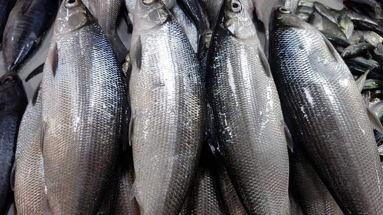 Ikan Tinggi Protein