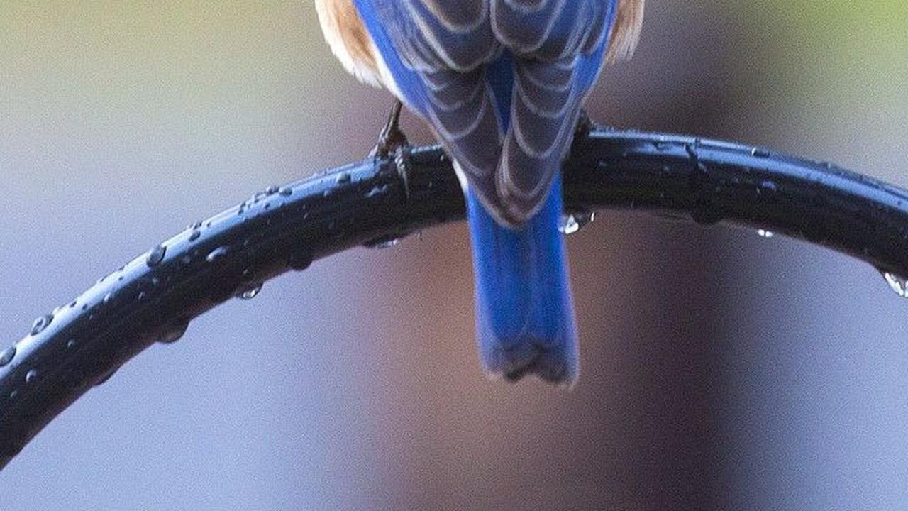 14. Burung Biru<br>
