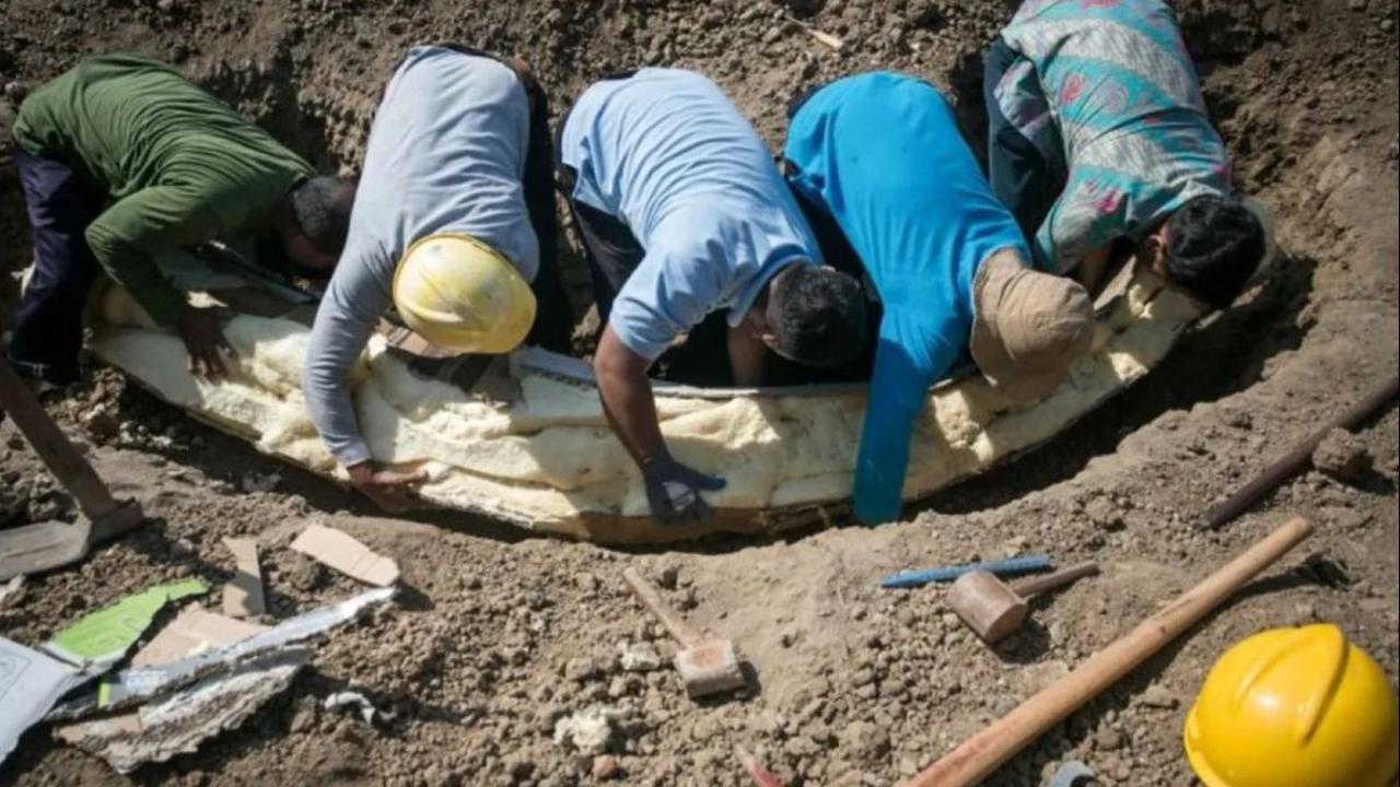 Terlihat fosil berukuran sangat besar, perlu beberapa orang orang untuk mengangkat fosil itu dari dalam tanah.