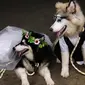 Phillips Joeng membuat sebuah acara pernikahan mewah untuk dua ekor anjing miliknya jenis Alaska Malamute di Manado