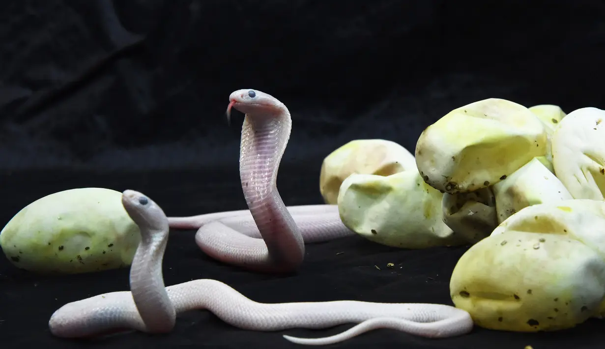 Bayi kobra leucistic monocled beberapa saat setelah dilahirkan di Kebun Binatang Planet Exotica, Royan, Prancis, Rabu (31/1). Spesies kobra ini berwarna putih namun tetap mempertahankan warna matanya yang berbeda dengan albino. (AFP PHOTO/MEHDI FEDOUACH)