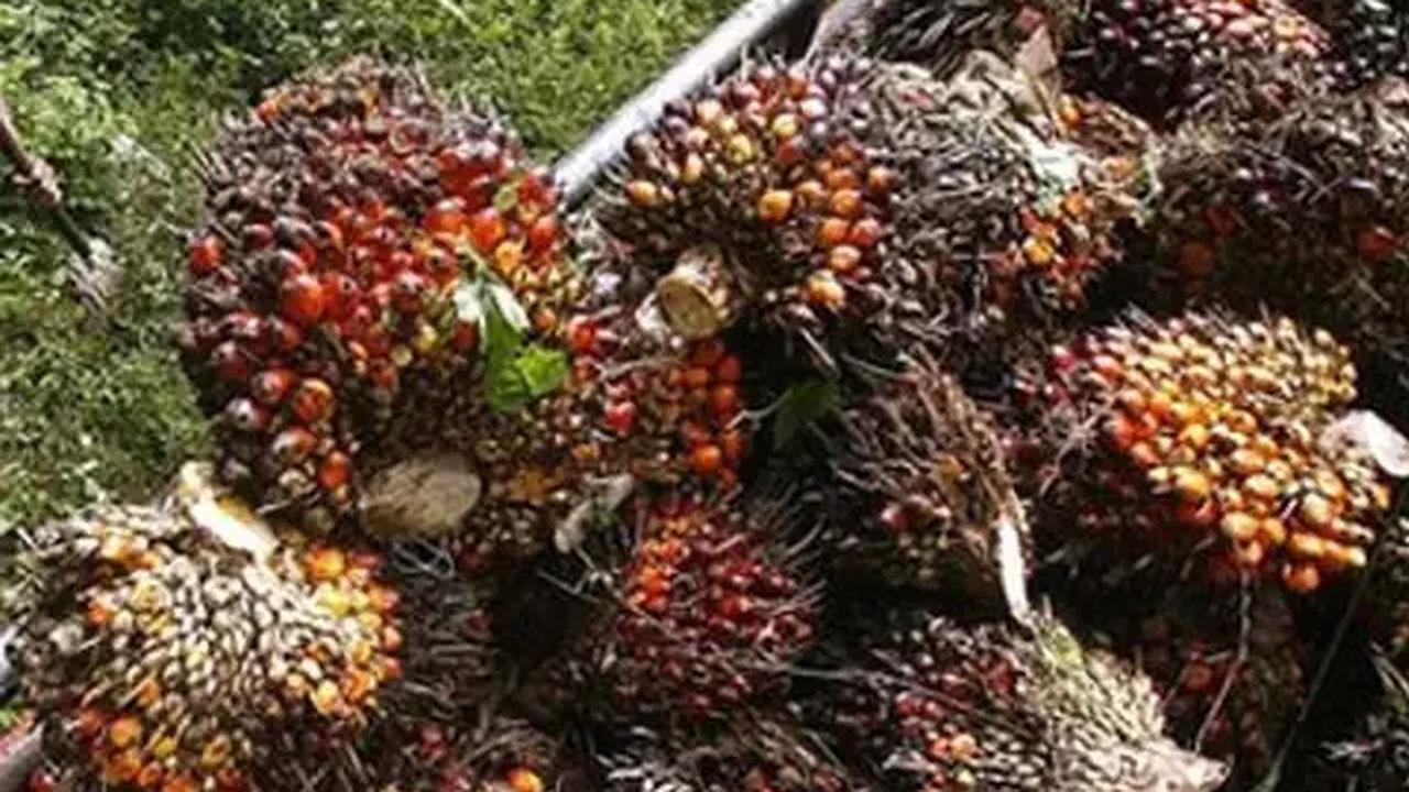 Menurutnya, ancaman krisis pangan dan energi, serta hambatan perdagangan dari negara importir, salah satunya EUDR, membuat ketidakpastian semakin melebar.