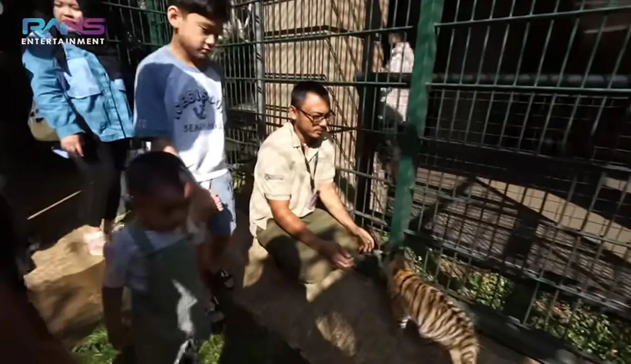 Tidak ada takutnya, Cipung kembali masuk kandang bersama kakaknya. Cipung tampak kembali ingin mengelus-elus anak harimau. [Youtube/Rans Entertainment]