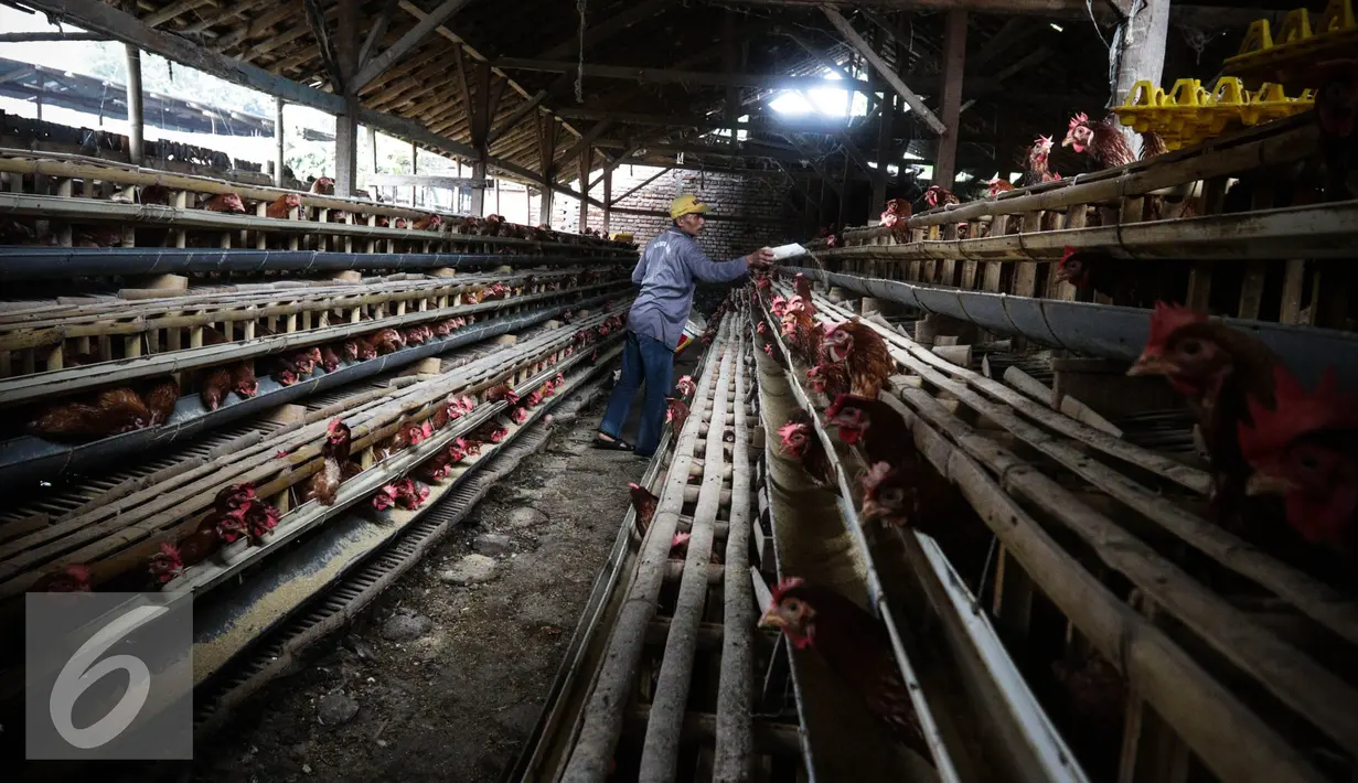 Pekerja memberi pakan di kandang ternak ayam telur di Cibeber, Cianjur, Jawa Barat, Rabu (30/11). Peternakan ayam tersebut memproduksi telur ayam mencapai satu ton telur per hari dari 20 ribu ekor ayam. (Liputan6.com/Faizal Fanani)