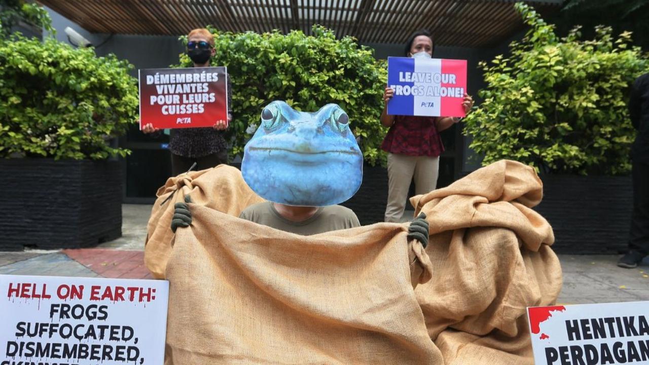 Aktivis People for the Ethical Treatment of Animals (PETA) menggelar&nbsp;aksi protes di depan  Kedutaan Besar Prancis, Jakarta, Selasa (27/2/2024). Dalam aksinya, mereka mendesak pemerintah Prancis untuk menghentikan impor daging kodok untuk konsumsi.&nb