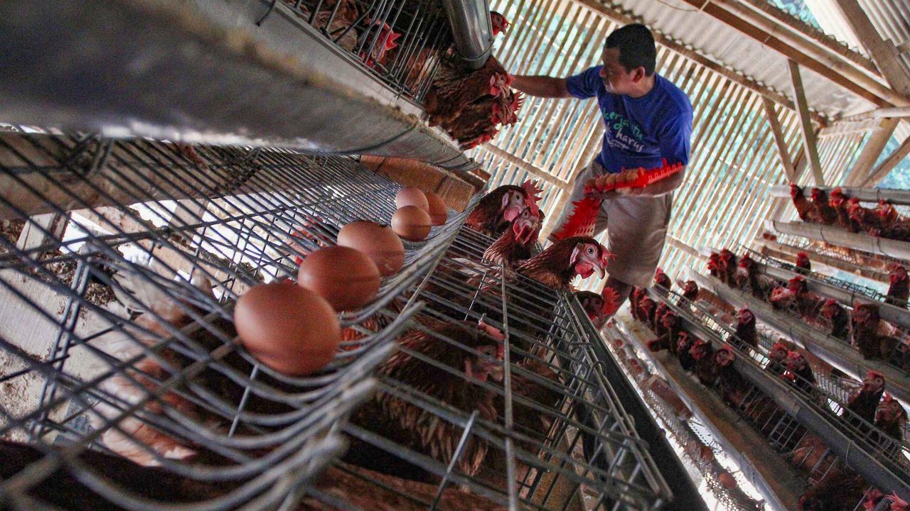 Harga Telur Peternak Dipatok Rp 24 Ribu per Kilogram