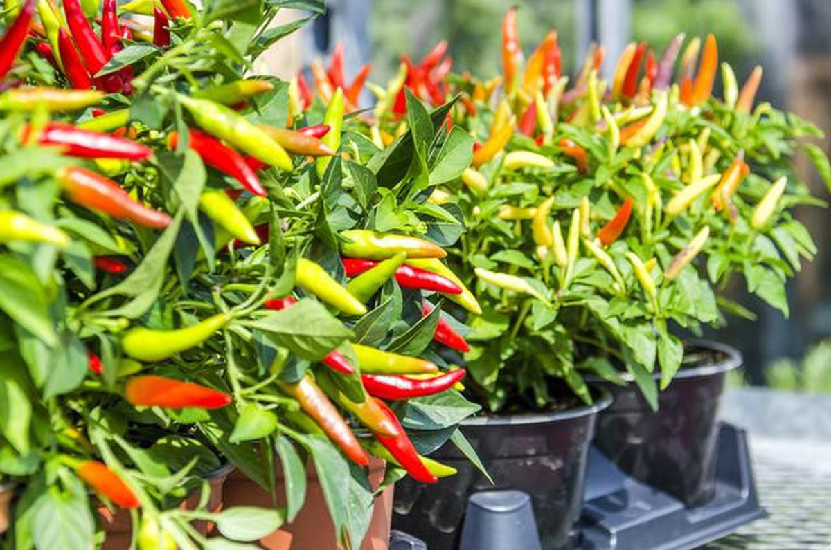 Polybag Gardening untuk Pemula, Panduan Lengkap dari Pembelian Benih Sampai Panen 30 Hari