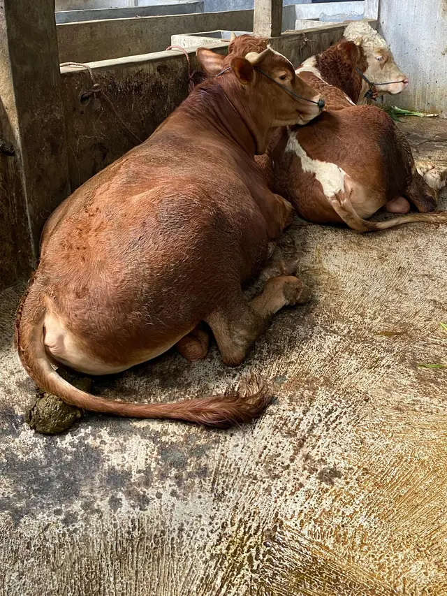 Peternakan Lembu Khambali Farm