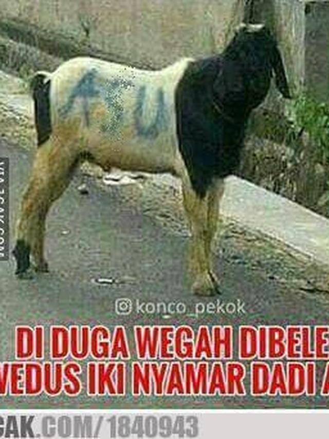 6 Potret Kambing Menyamar Jelang Dikurban Ini Bikin Ngakak