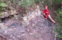 Ilmuwan Temukan Banyak Fosil Tanaman Purba di Hutan Berusia 53 Juta Tahun, Ada Pohon Pinus Super Langka
