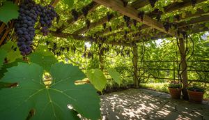 Anggur/Jenis Tanaman Rambat Berbunga Cantik Tapi Juga Bisa Dimakan Buahnya (Sumber: gemini.com)