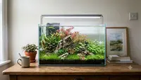 Cara Membuat Aquascape Simple untuk Pemula yang Baru Belajar