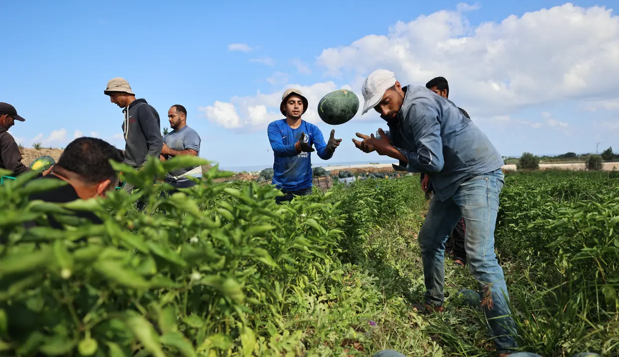 Petani Palestina memetik semangka selama musim panen di tengah pandemi virus corona di Beit Lahia di Jalur Gaza utara dekat perbatasan dengan Israel (18/6/2021). (AFP/Mohammed Abed)