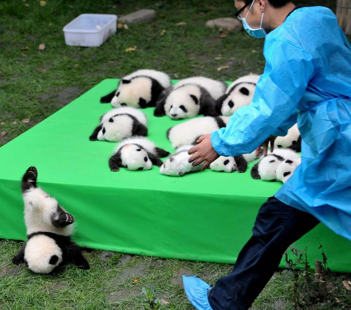 Menurut teori yang dikemukakan, bakteri usus bernama Clostridium butyricum membantu menaikkan berat badan panda dan menyimpan lemak, yang kemudian mendukung kesehatannya ketika musim rebung usai dan panda hanya bisa makan daun bambu.