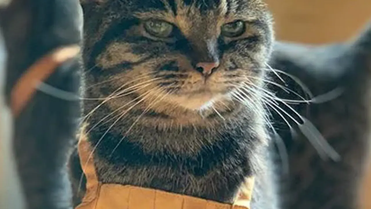 Gemasnya Kuil Kucing di Jepang, Pecinta Kucing Pasti Suka